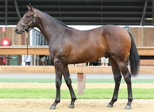 DEEP FIELD x SCORPIO QUEEN COLT..